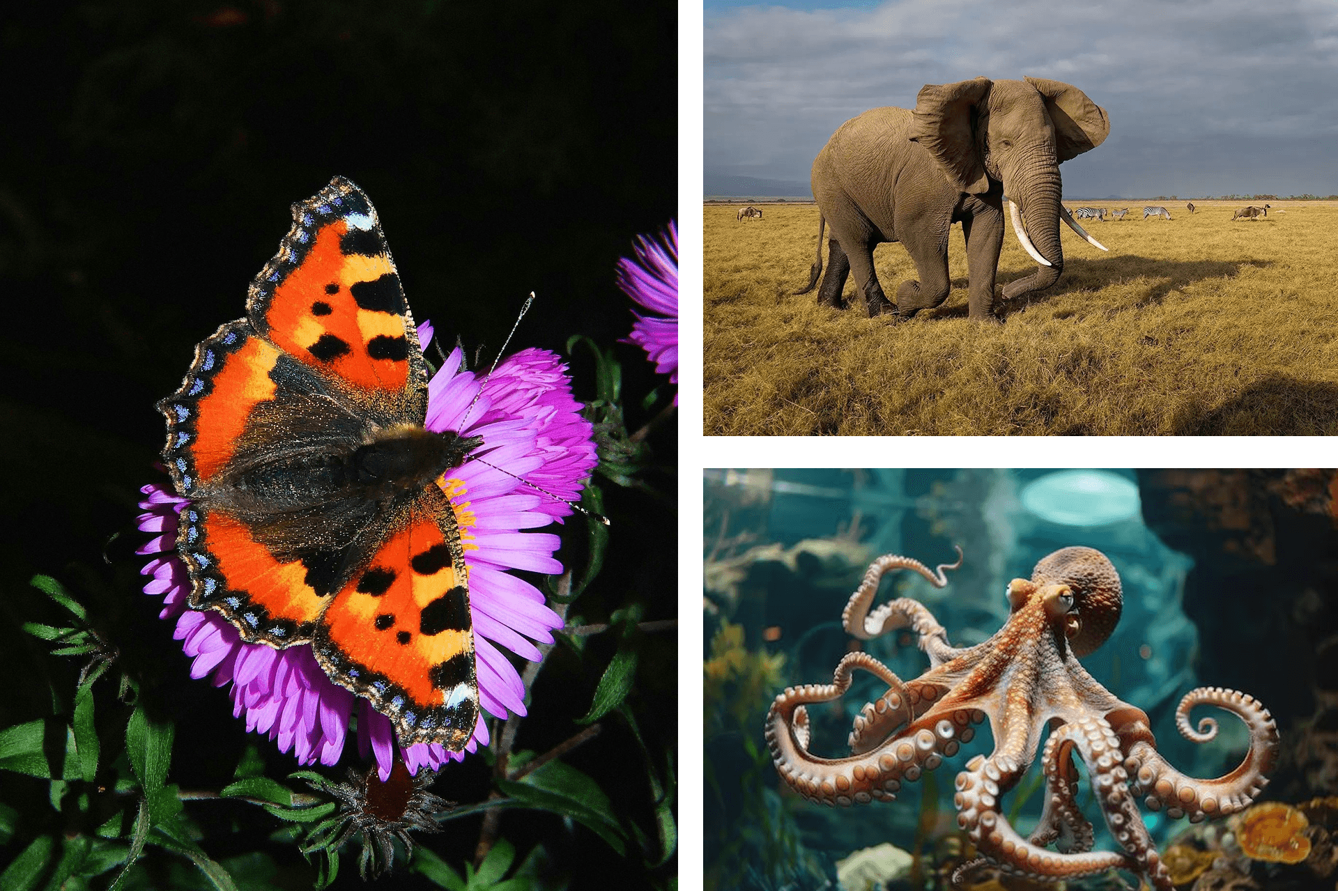 butterfly elephant and octopus grid gallery